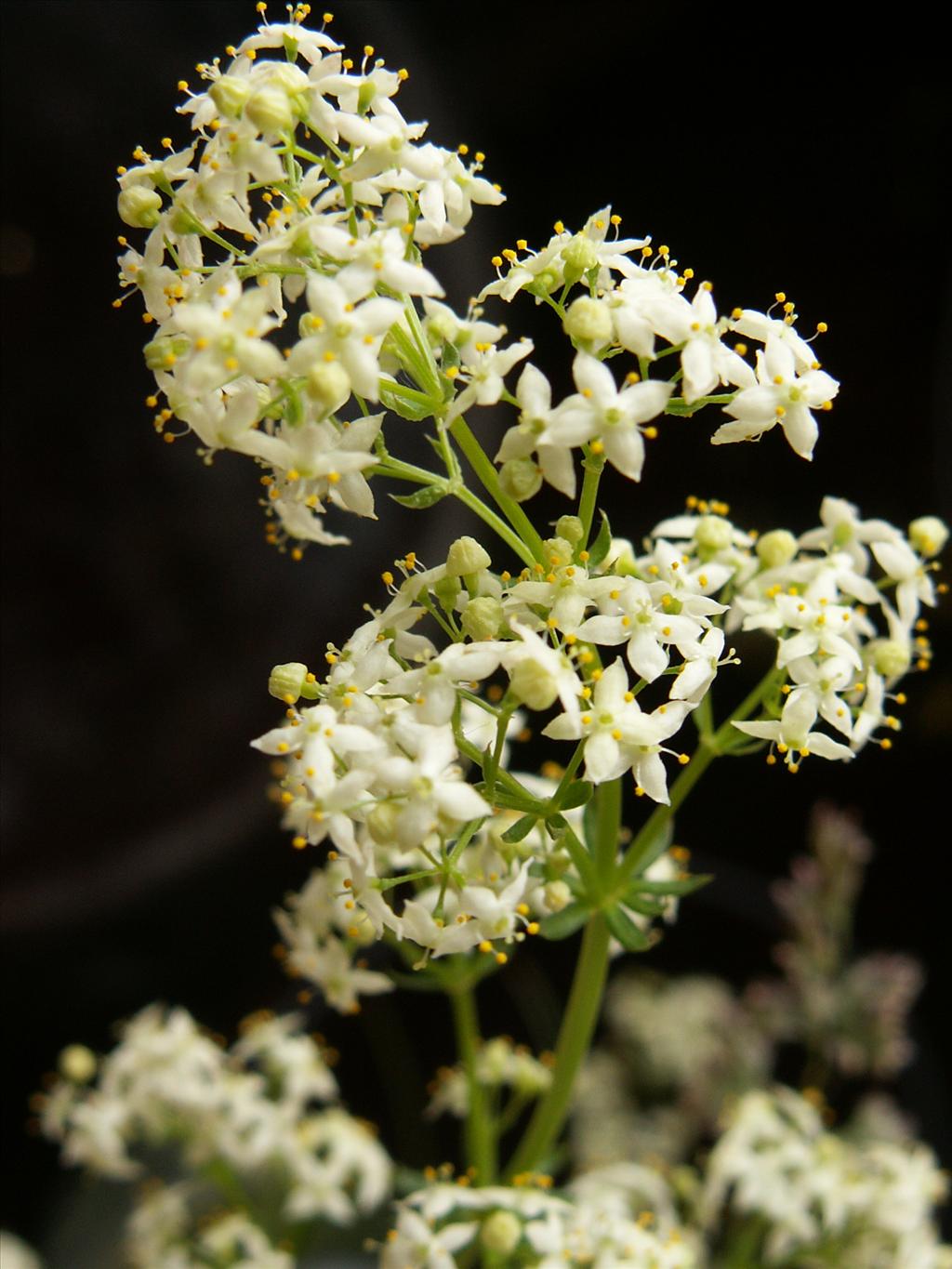 Galium mollugo subsp. erectum (door Han Beeuwkes)