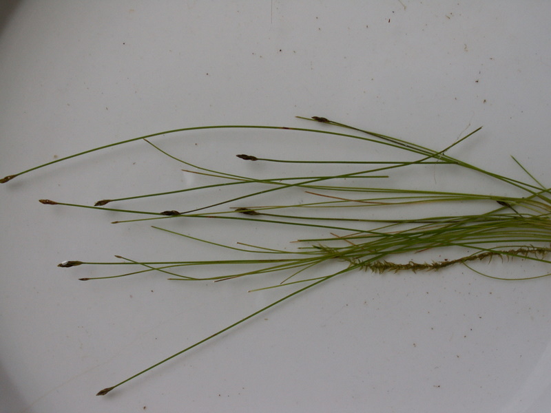 Eleocharis acicularis (door Han Beeuwkes)