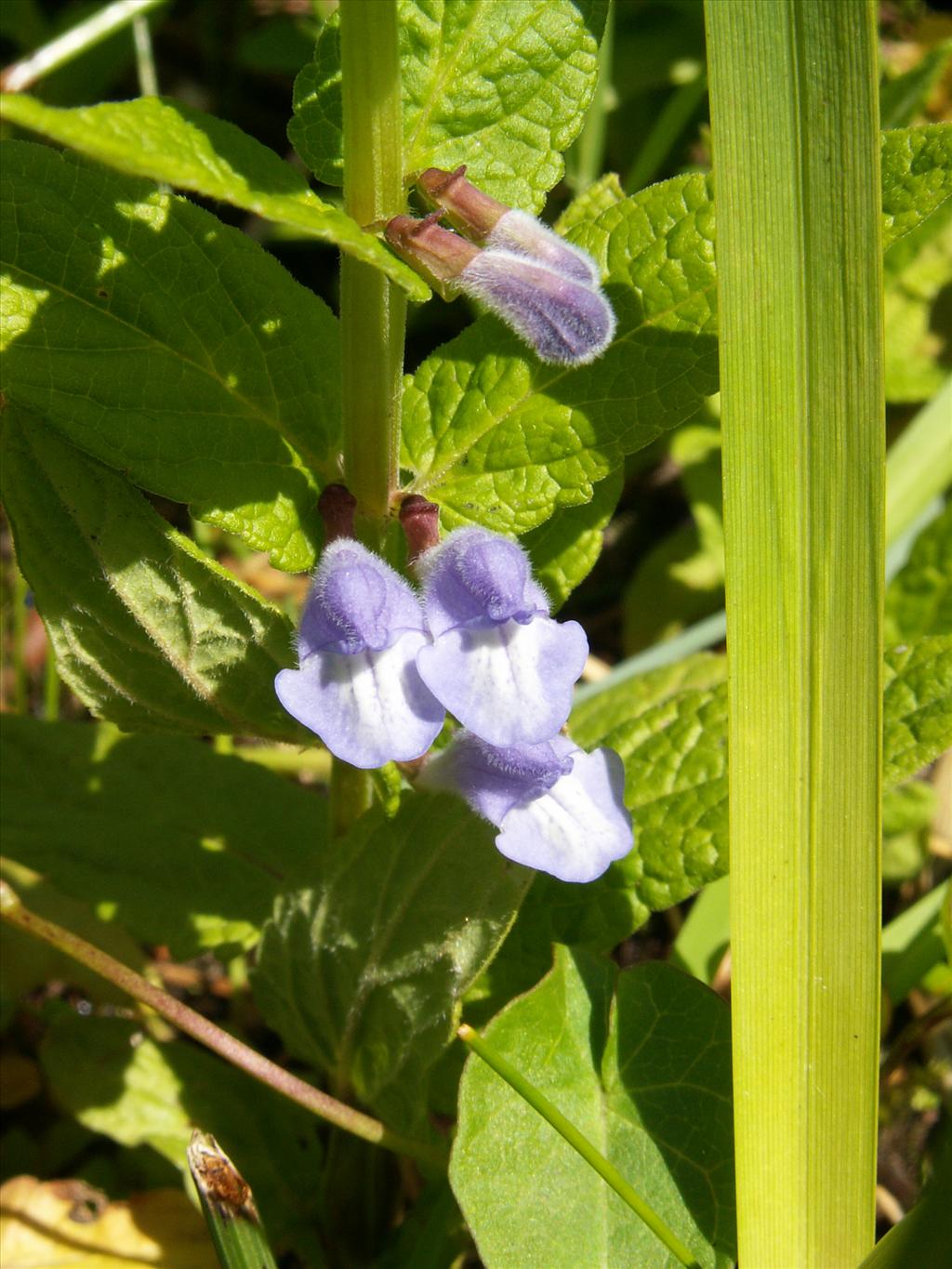 Scutellaria galericulata (door Han Beeuwkes)