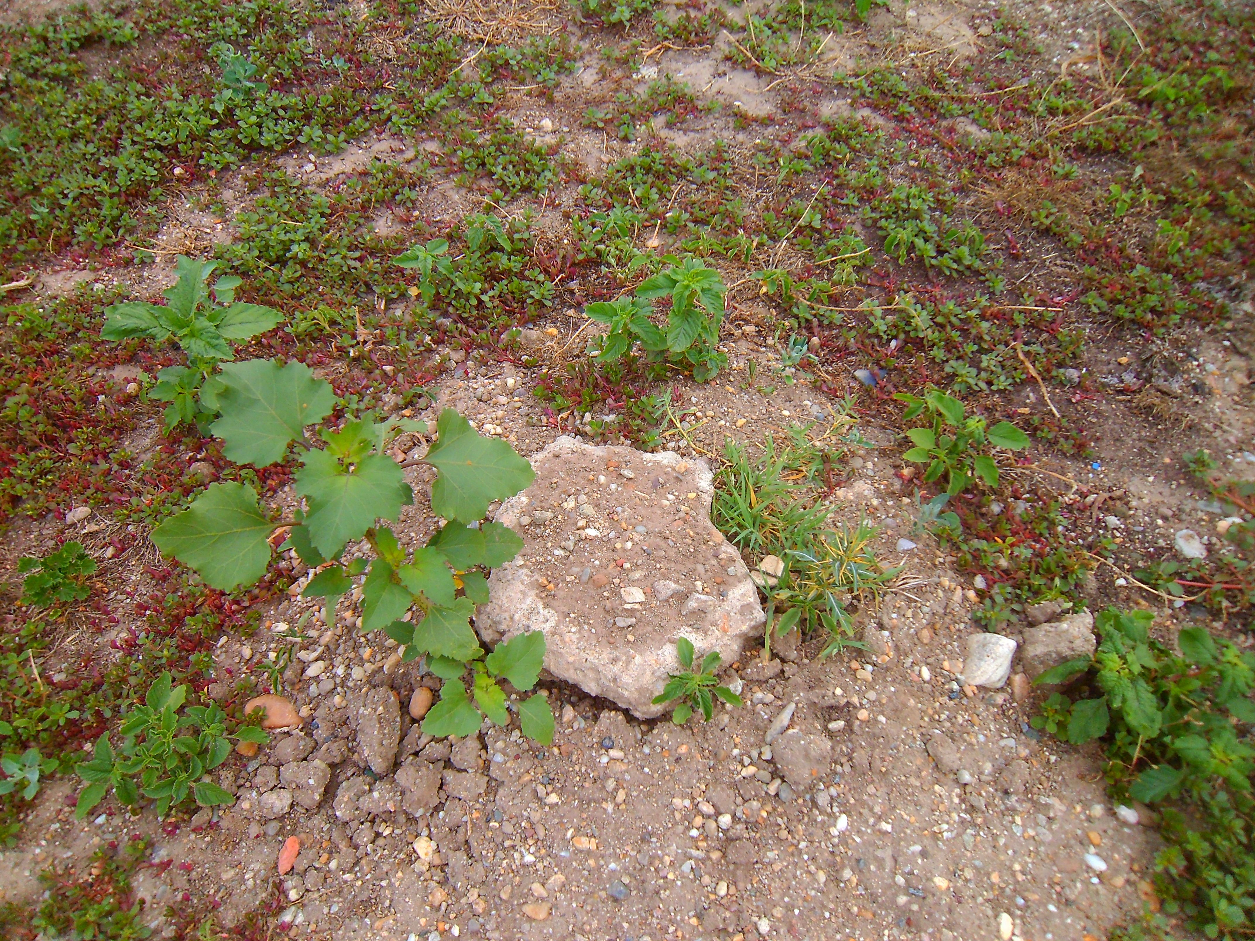 Xanthium orientale/strumarium (door Toon Verrijdt)