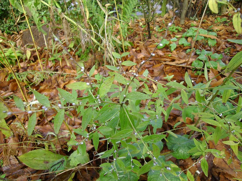 Lithospermum officinale (door Toon Verrijdt)