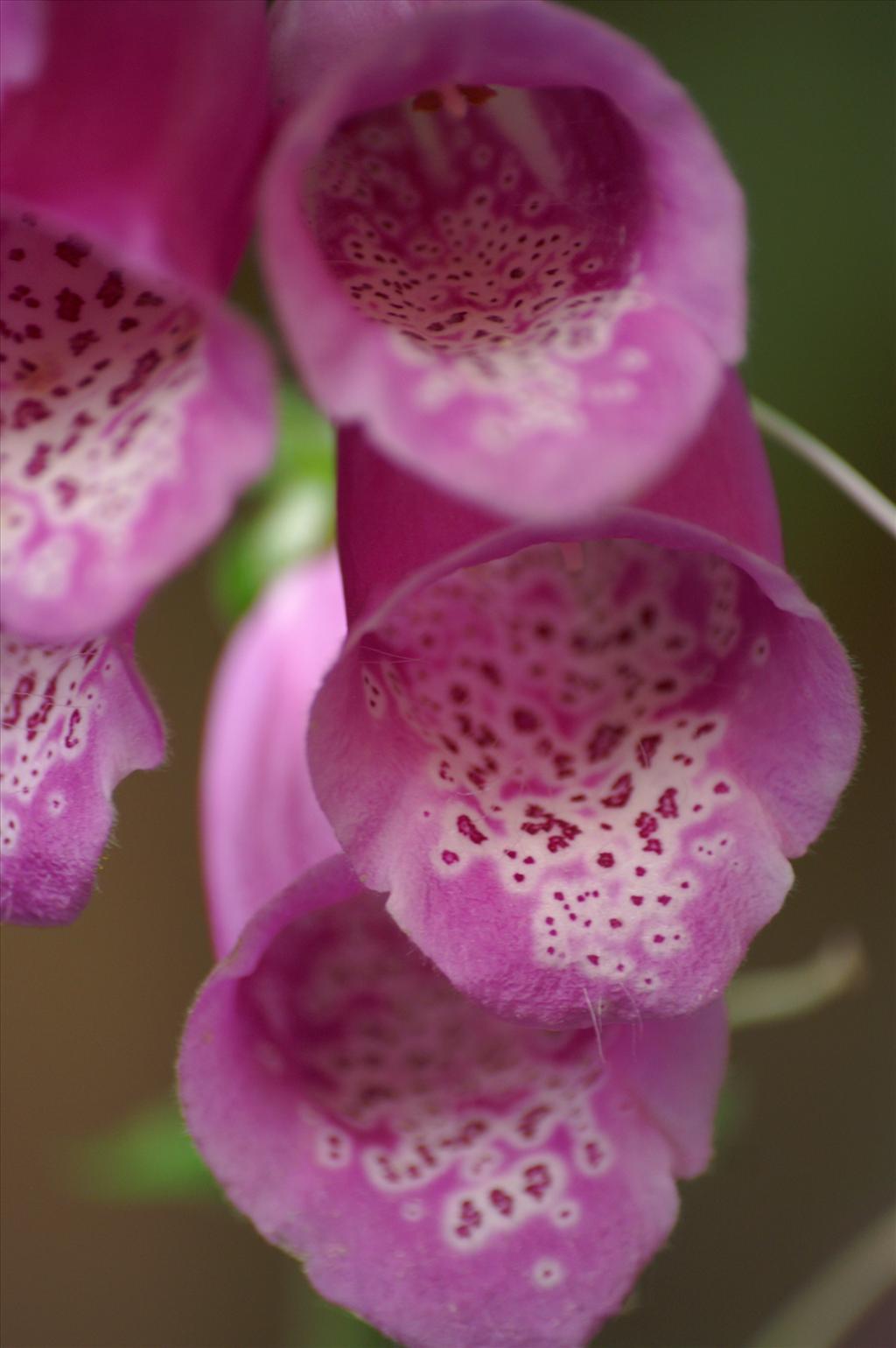 Digitalis purpurea (door Henny Dekker)