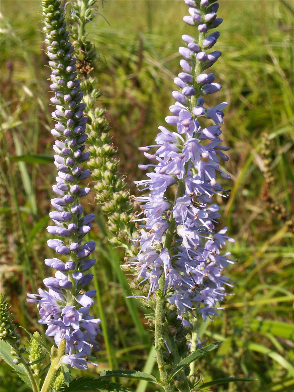 Veronica longifolia (door Han Beeuwkes)