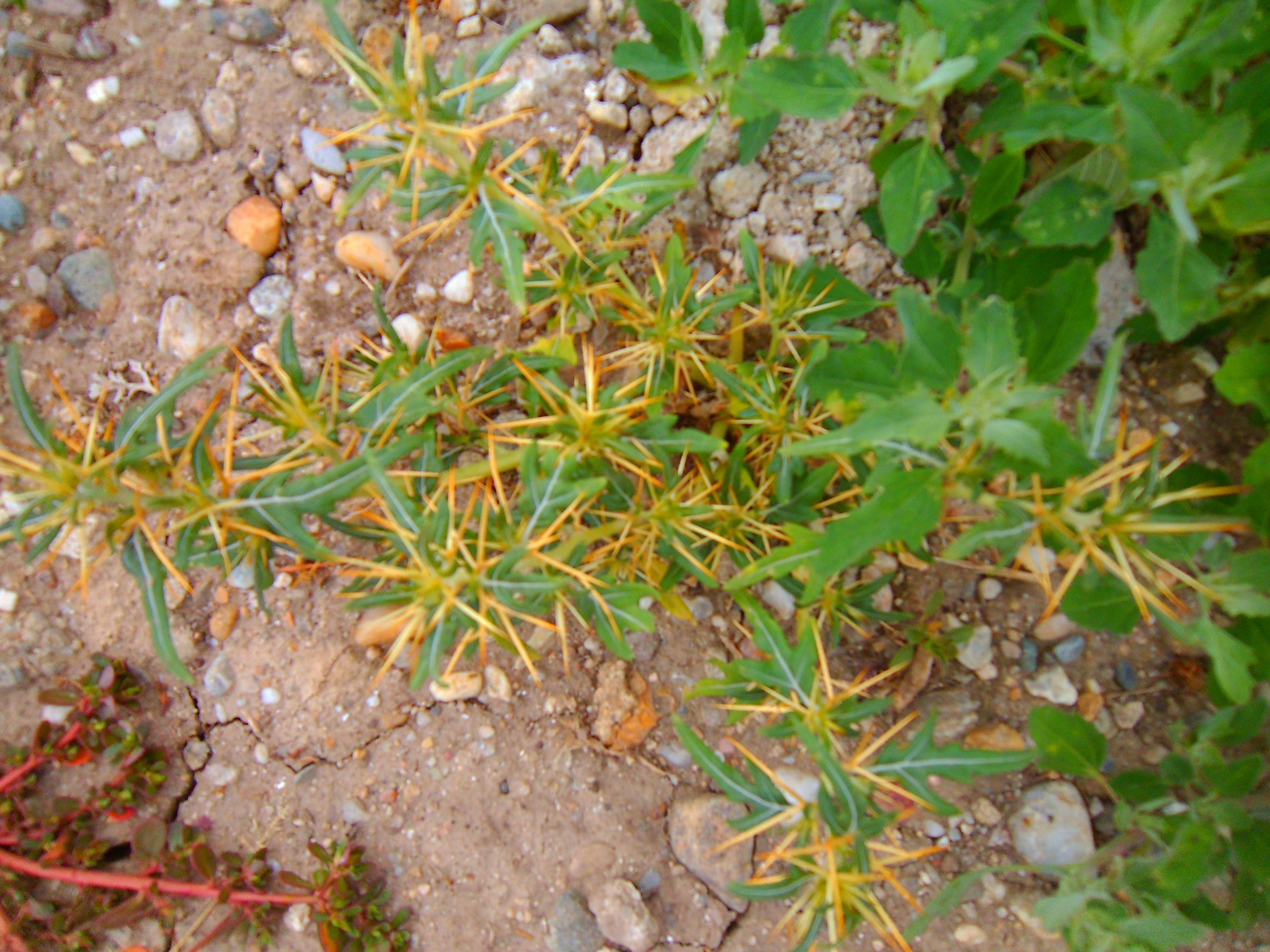 Xanthium spinosum (door Toon Verrijdt)