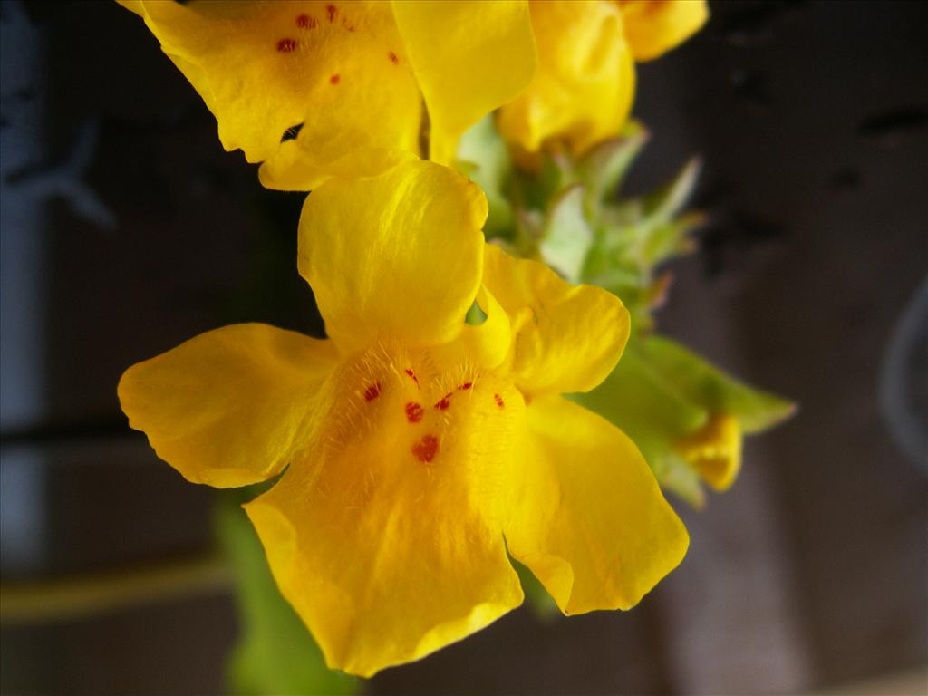 Mimulus guttatus (door Han Beeuwkes)