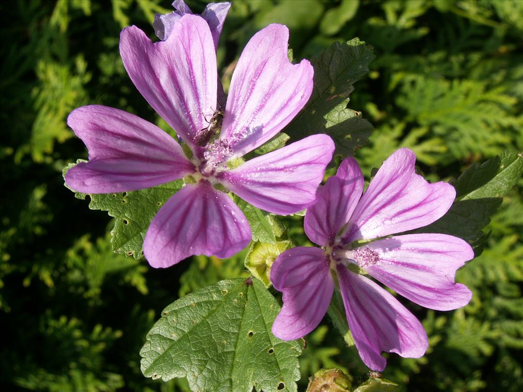 Malva sylvestris (door Han Beeuwkes)