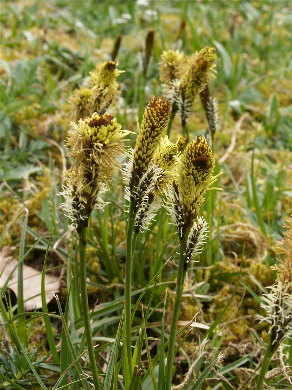 Carex caryophyllea (door Han Beeuwkes)