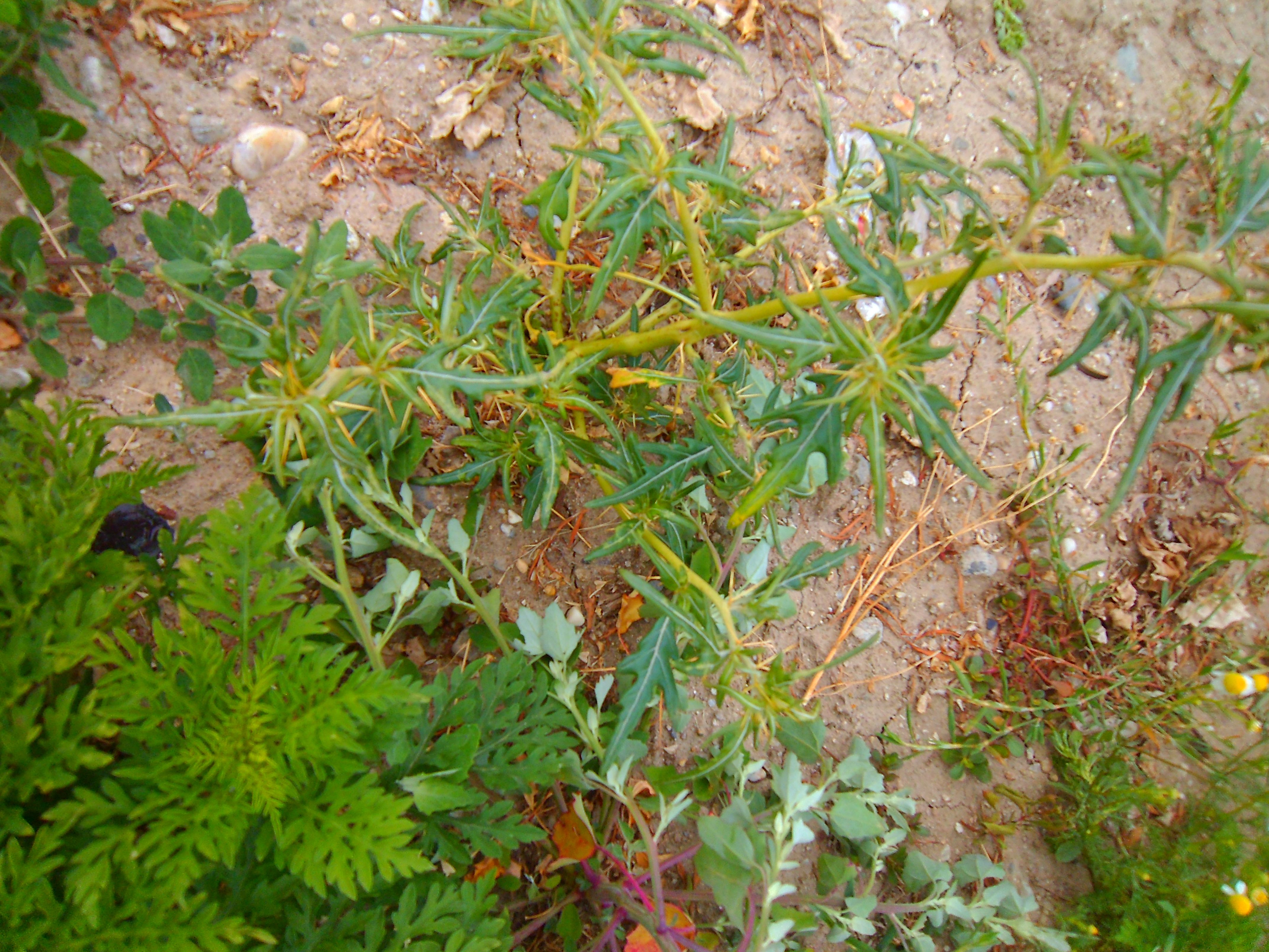 Xanthium spinosum (door Toon Verrijdt)