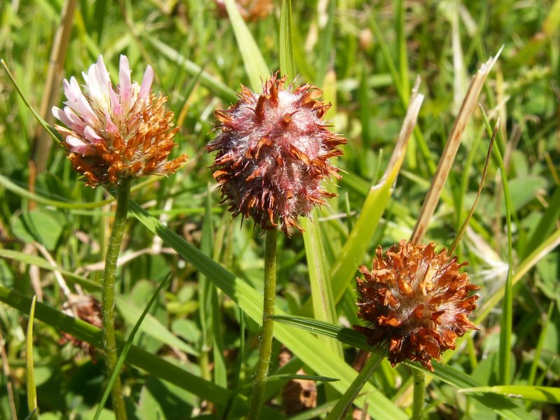 Trifolium fragiferum (door Han Beeuwkes)