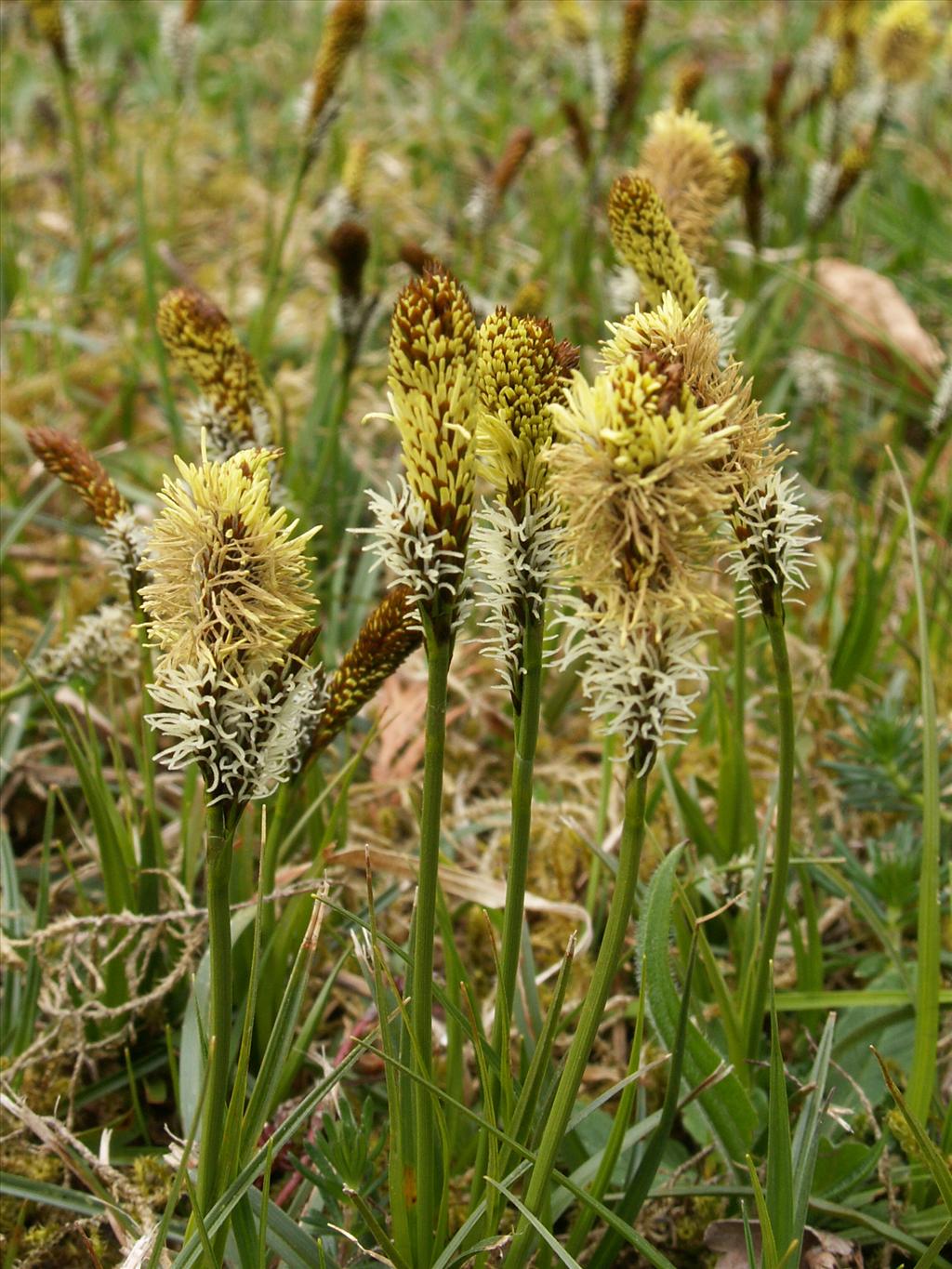 Carex caryophyllea (door Han Beeuwkes)