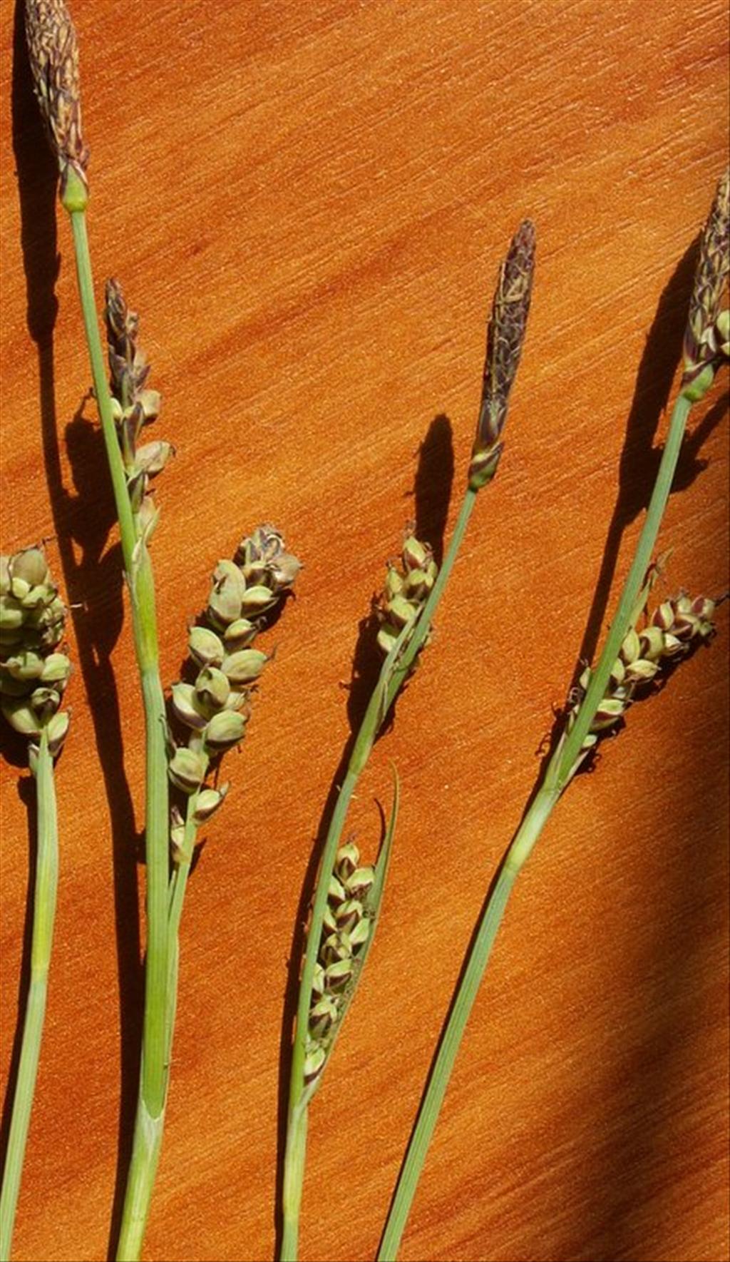 Carex panicea (door Han Beeuwkes)