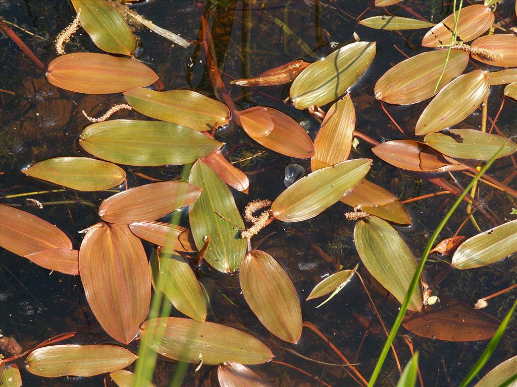 Potamogeton natans (door Han Beeuwkes)