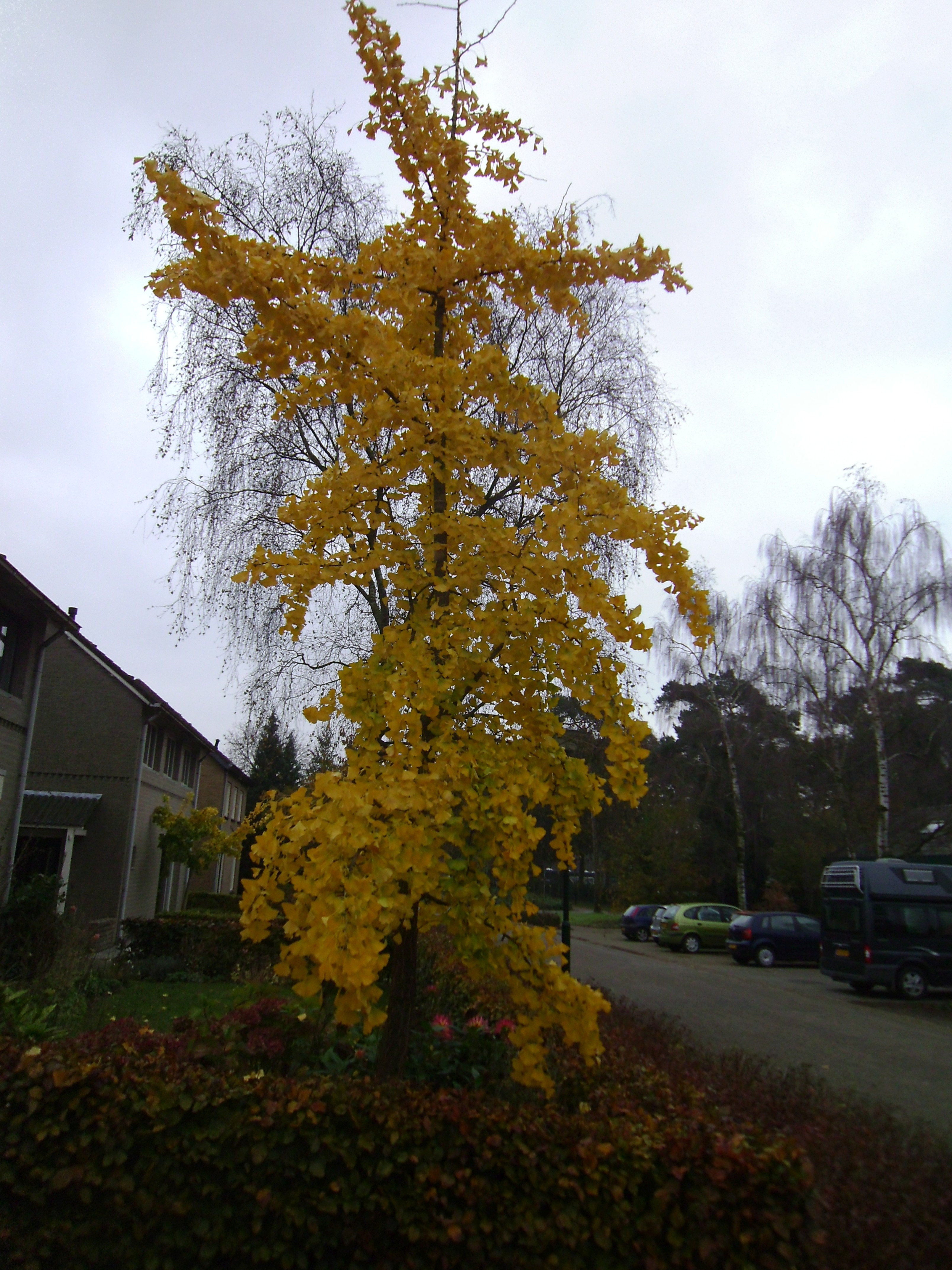 Ginkgo biloba (door Toon Verrijdt)