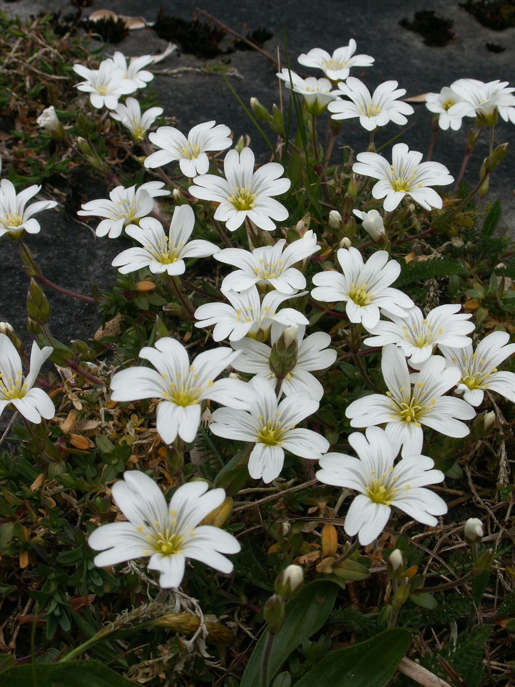 Cerastium arvense (door Han Beeuwkes)