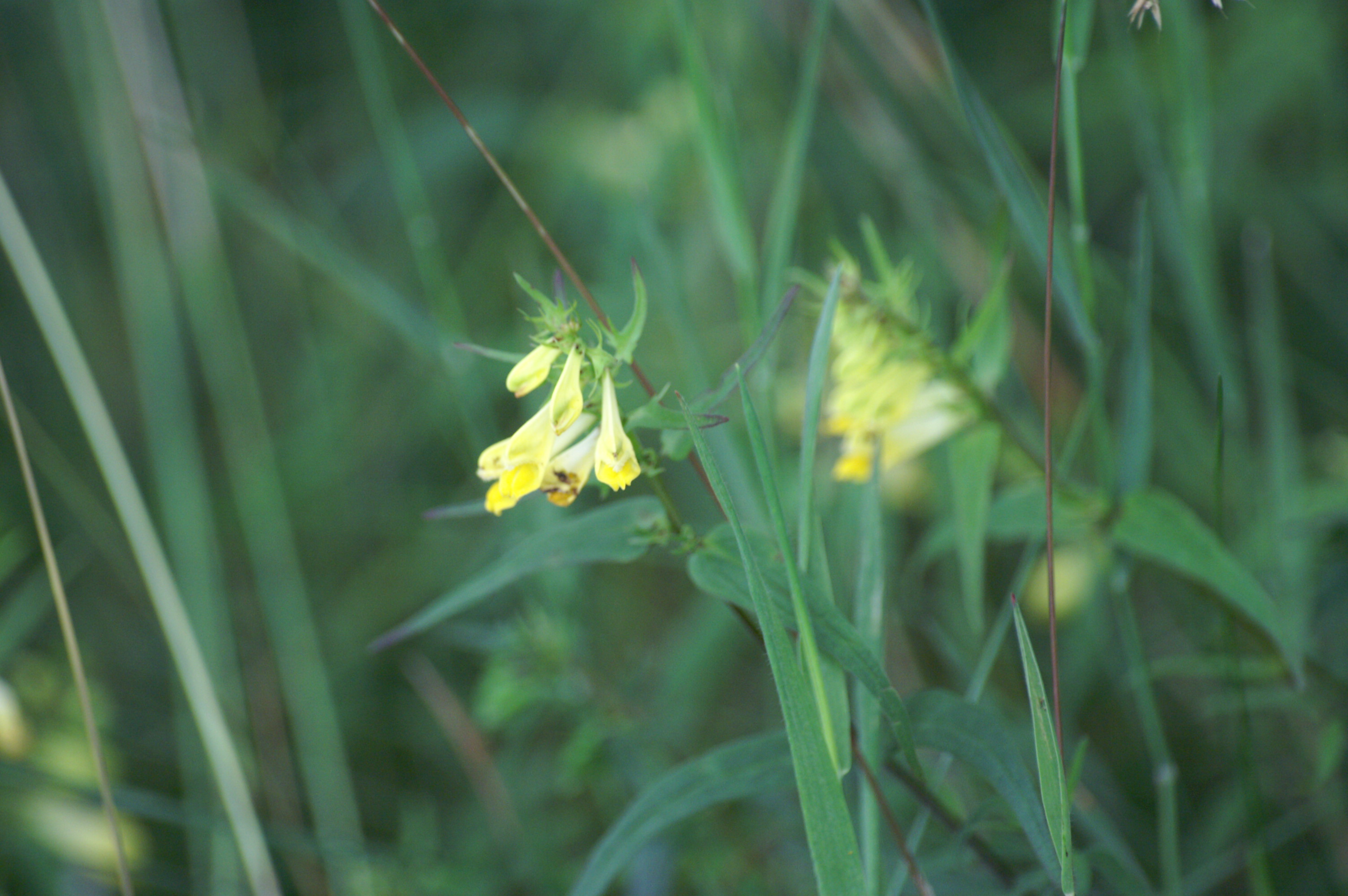 Melampyrum pratense (door Henny Dekker)