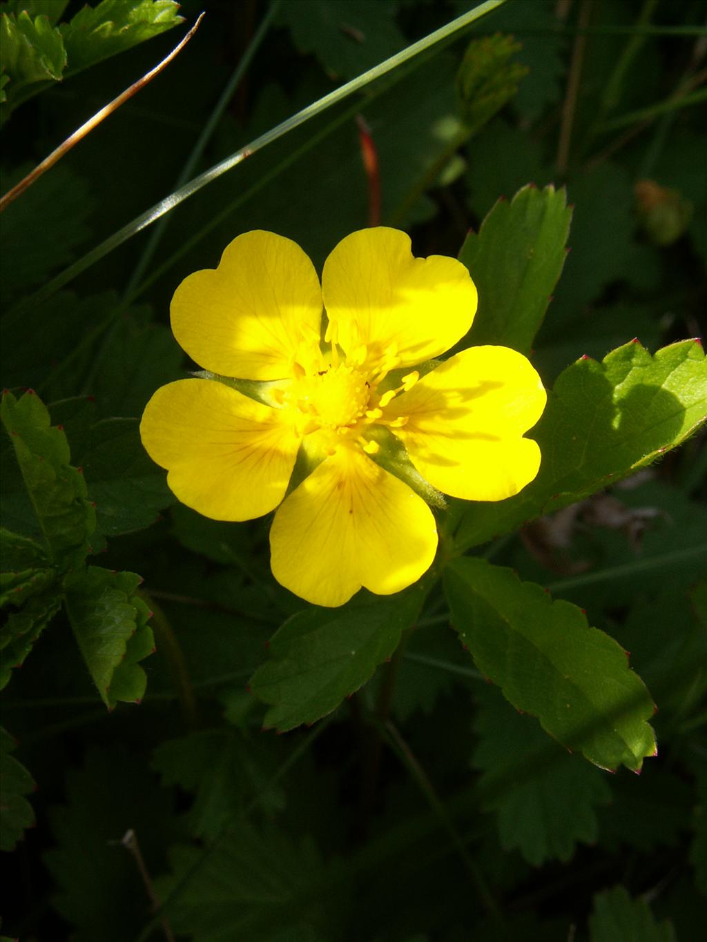 Potentilla reptans (door Han Beeuwkes)