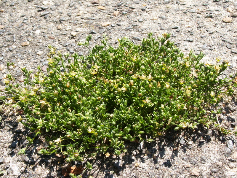 Sagina procumbens (door Han Beeuwkes)