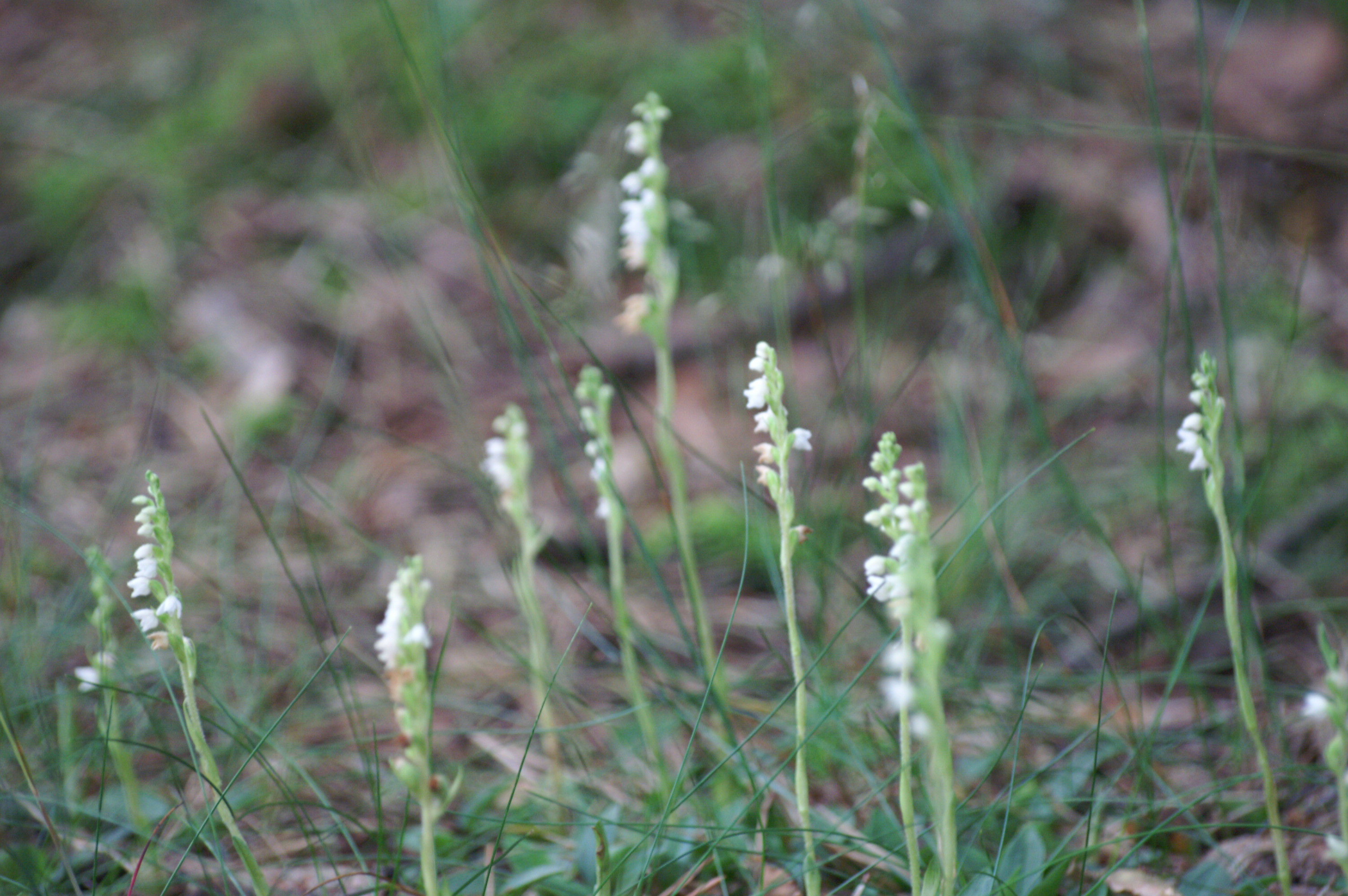 Goodyera repens (door Henny Dekker)