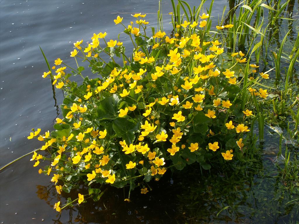 Caltha palustris subsp. palustris (door Han Beeuwkes)