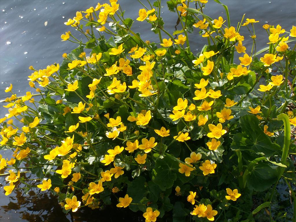 Caltha palustris subsp. palustris (door Han Beeuwkes)