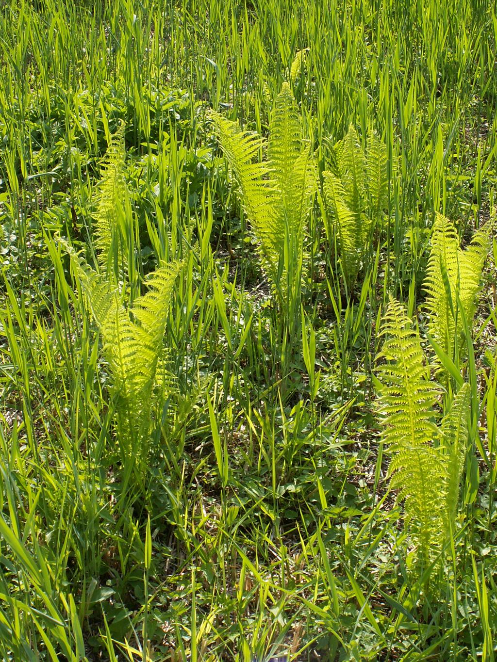 Matteuccia struthiopteris (door Han Beeuwkes)