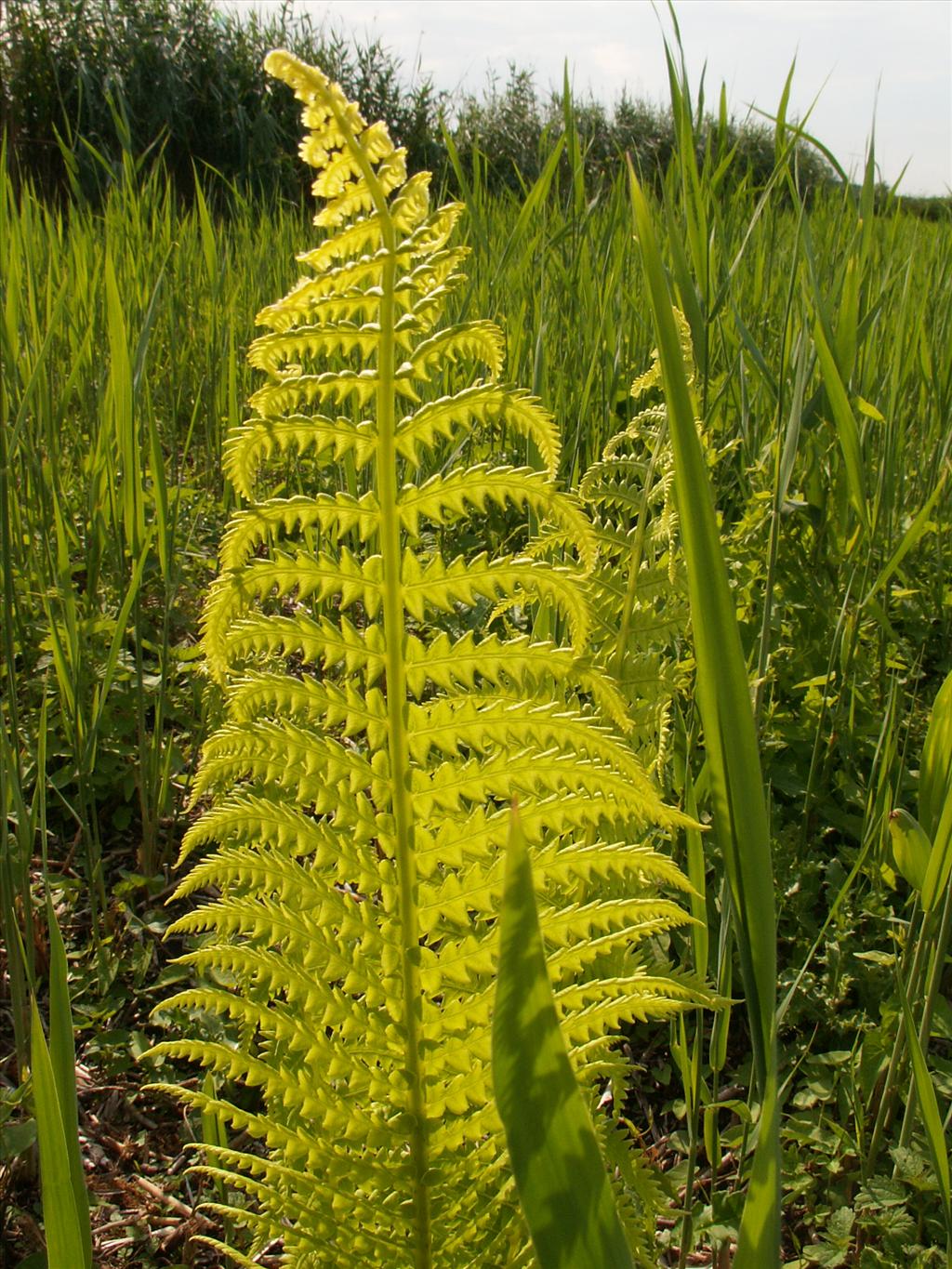 Matteuccia struthiopteris (door Han Beeuwkes)