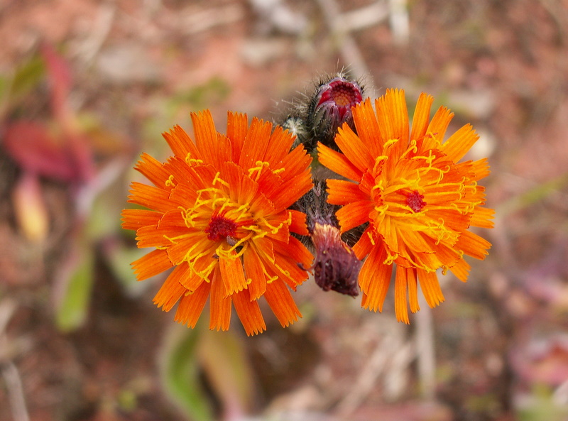 Pilosella aurantiaca (door Han Beeuwkes)