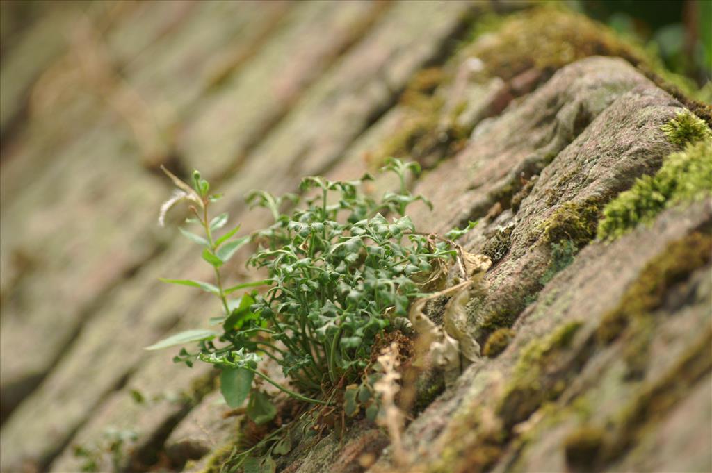 Asplenium ruta-muraria (door Henny Dekker)