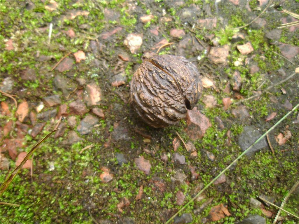 Juglans nigra (door Toon Verrijdt)