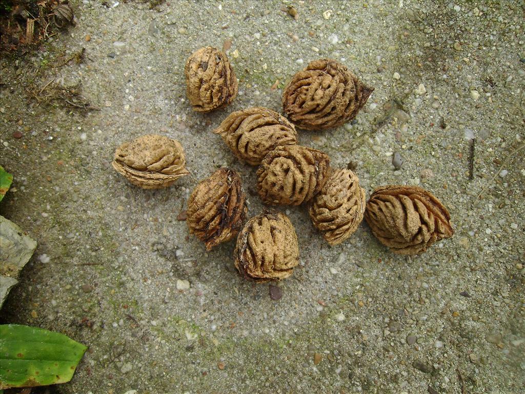 Prunus persica (door Toon Verrijdt)