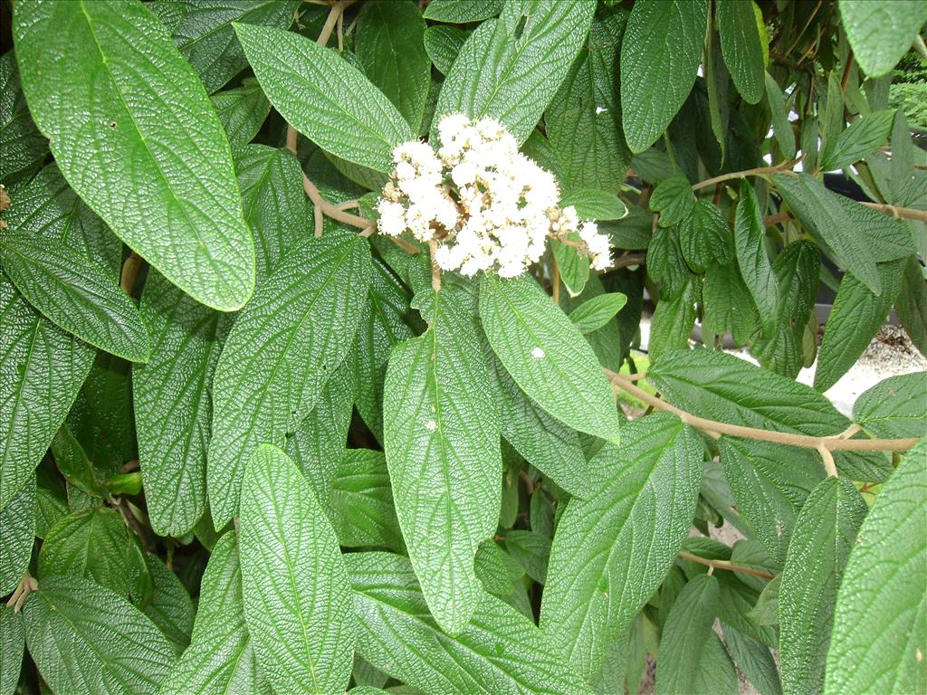 Viburnum rhytidophyllum (door Toon Verrijdt)