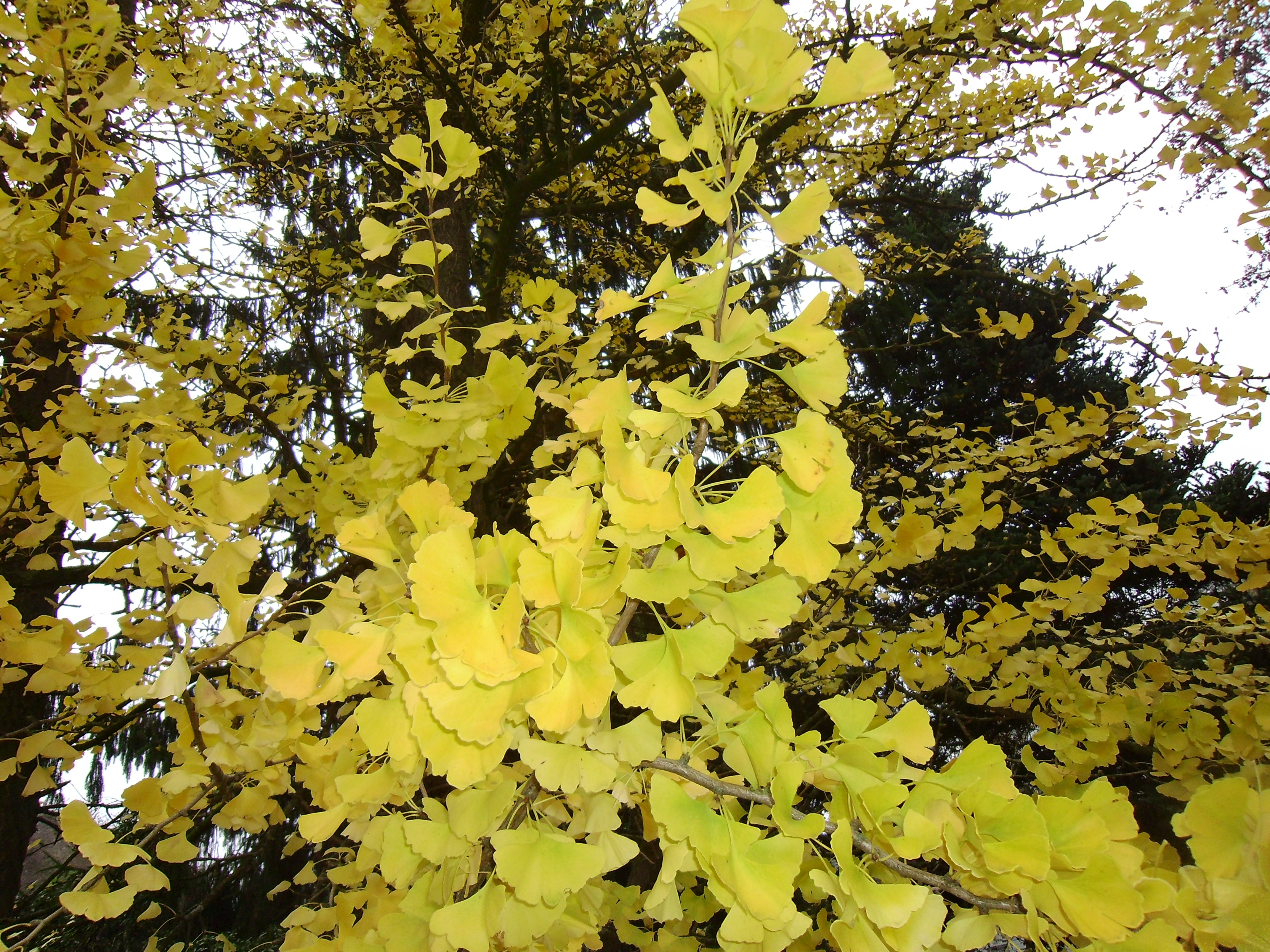 Ginkgo biloba (door Toon Verrijdt)