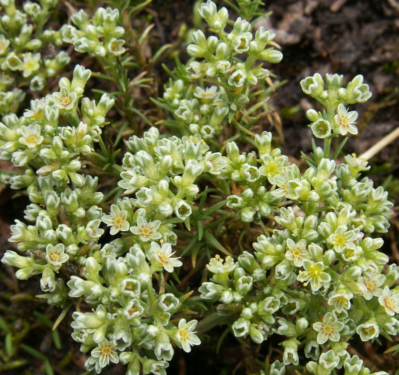 Scleranthus perennis (door Han Beeuwkes)