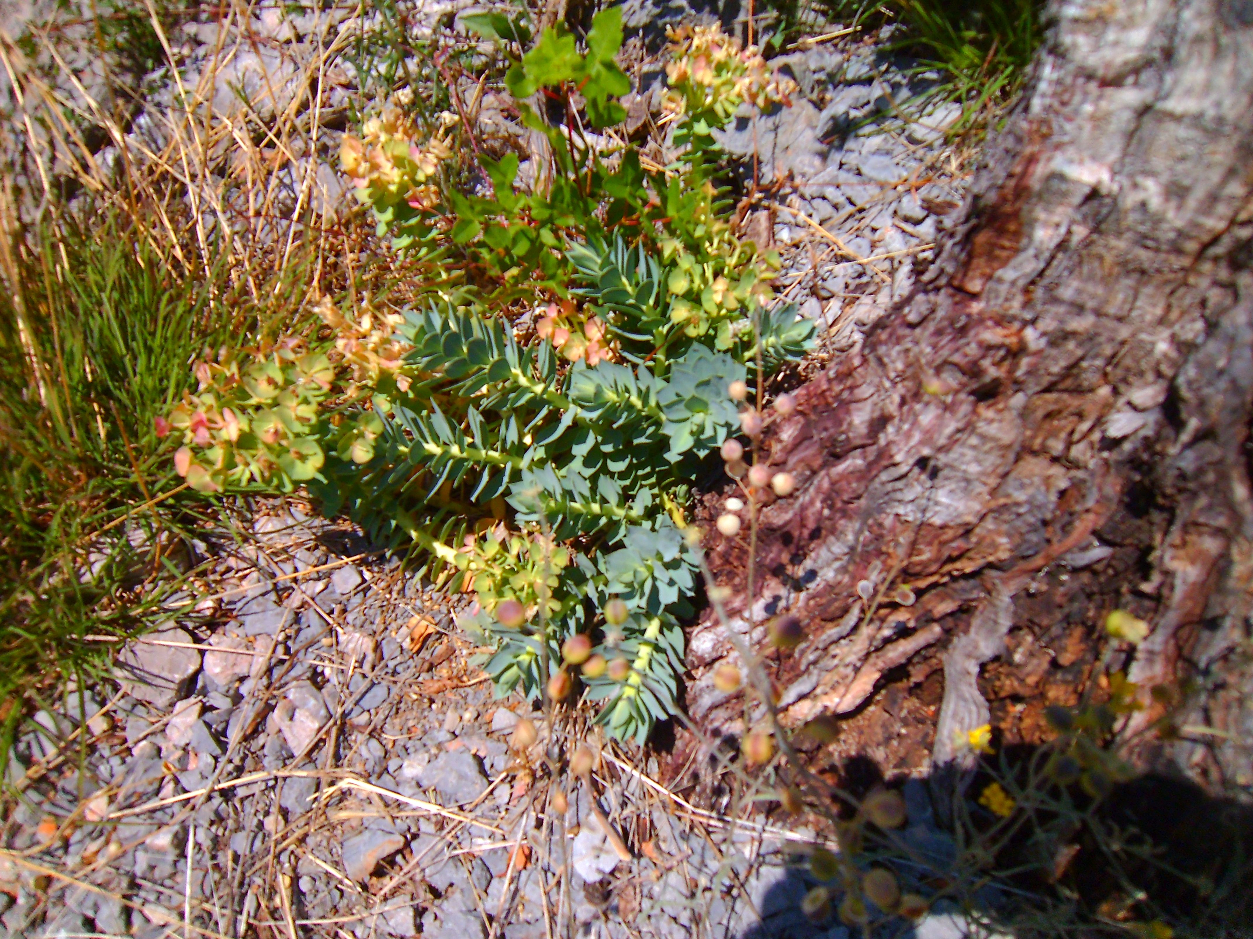 Euphorbia myrsinites (door Toon Verrijdt)