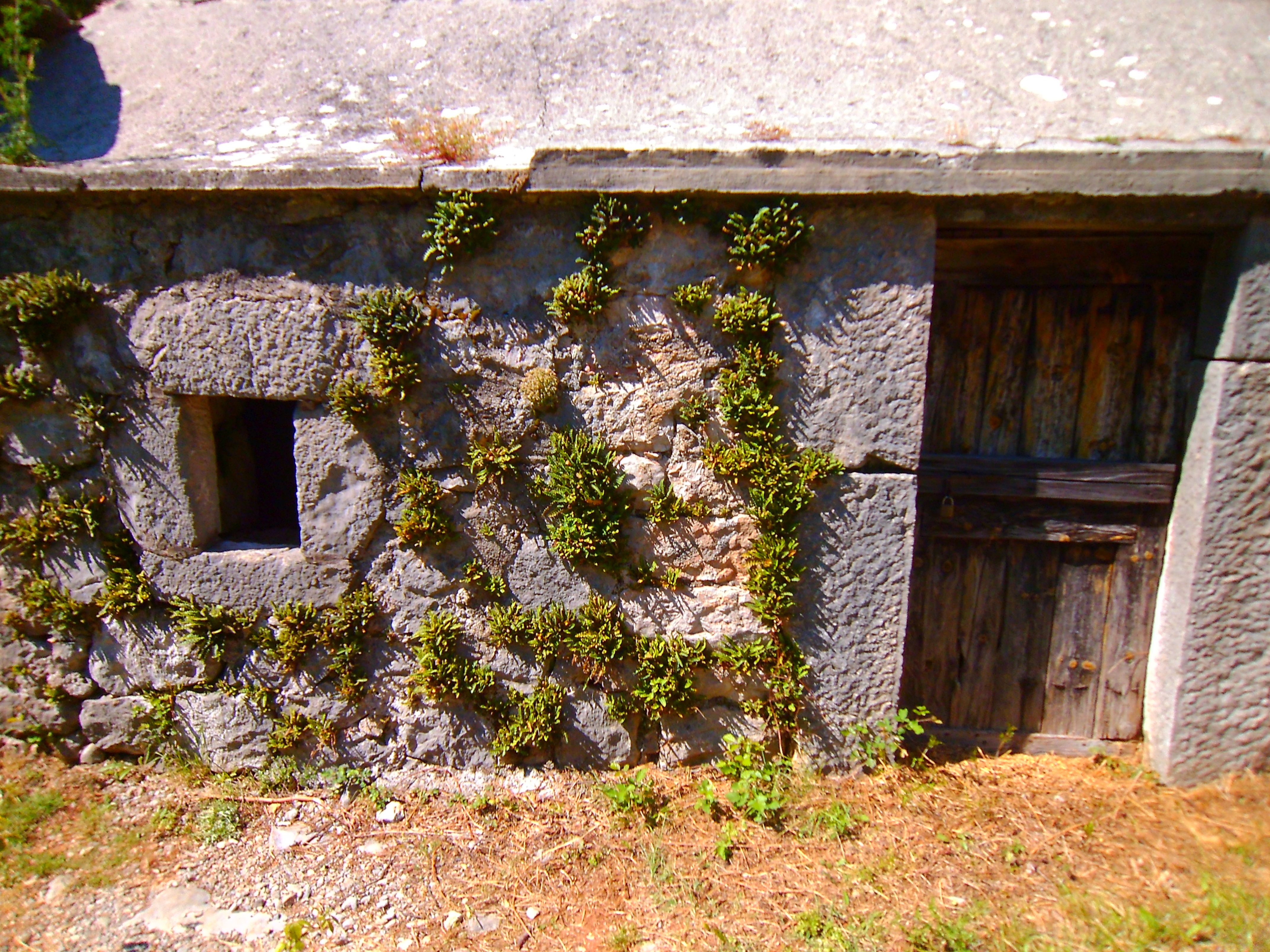 Asplenium ceterach (door Toon Verrijdt)