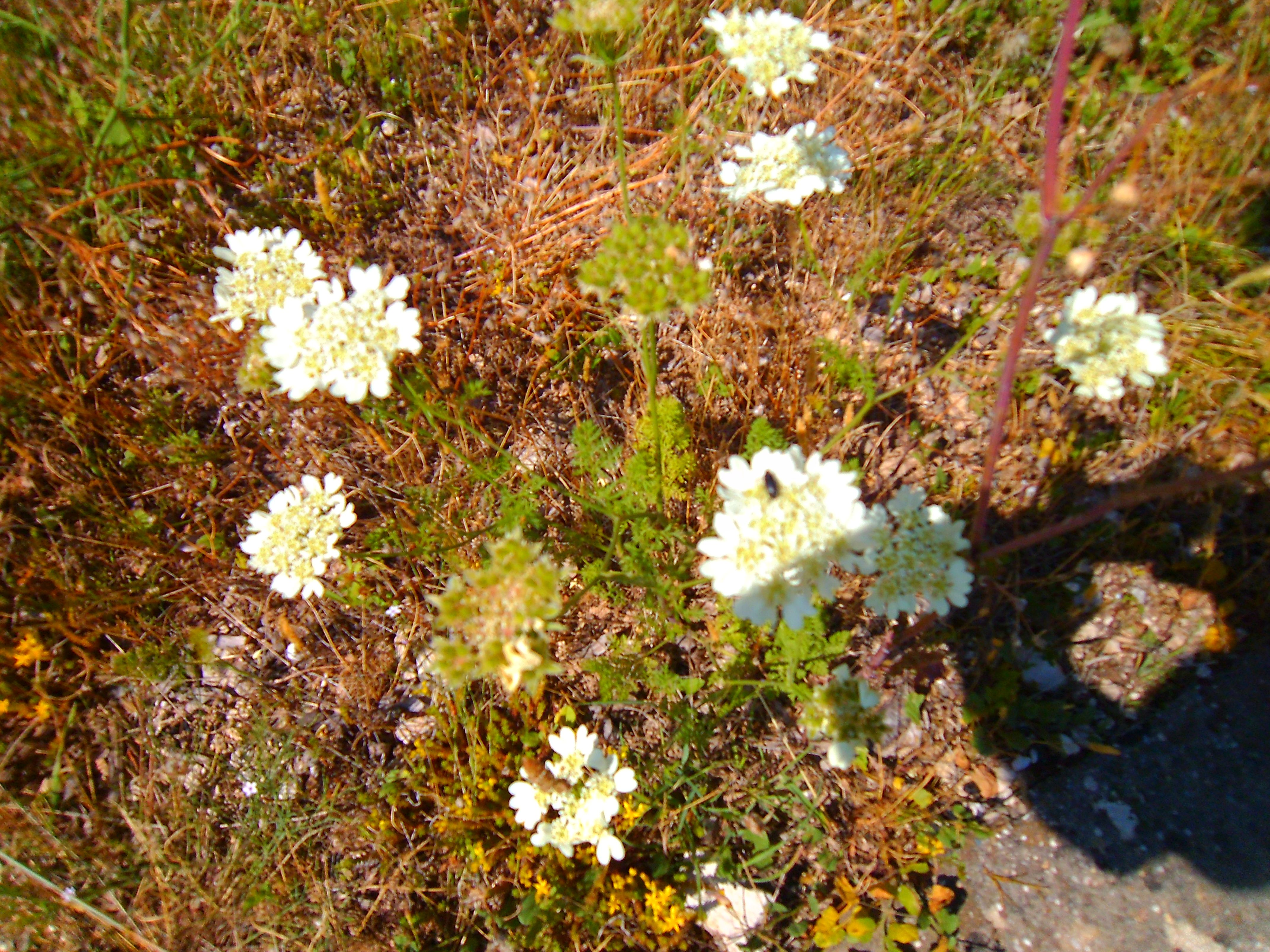 Orlaya grandiflora (door Toon Verrijdt)