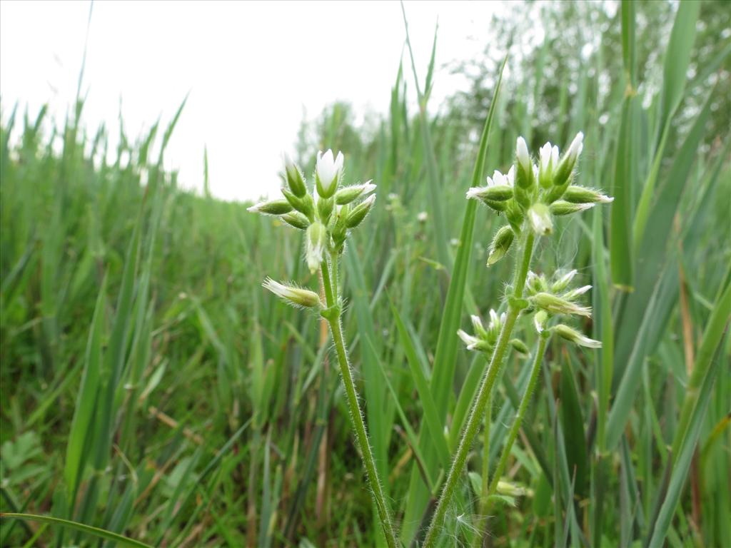 Cerastium glomeratum (door Frank van Gessele)