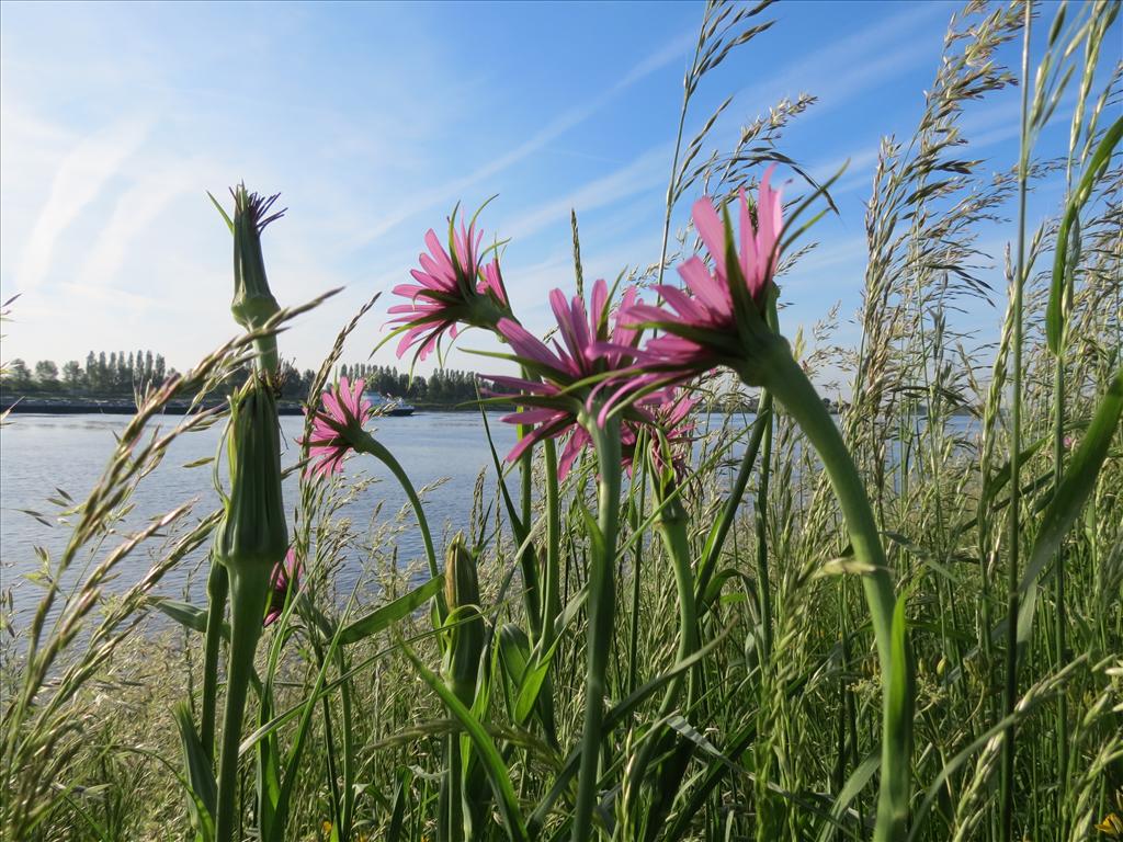 Tragopogon porrifolius (door Frank van Gessele)