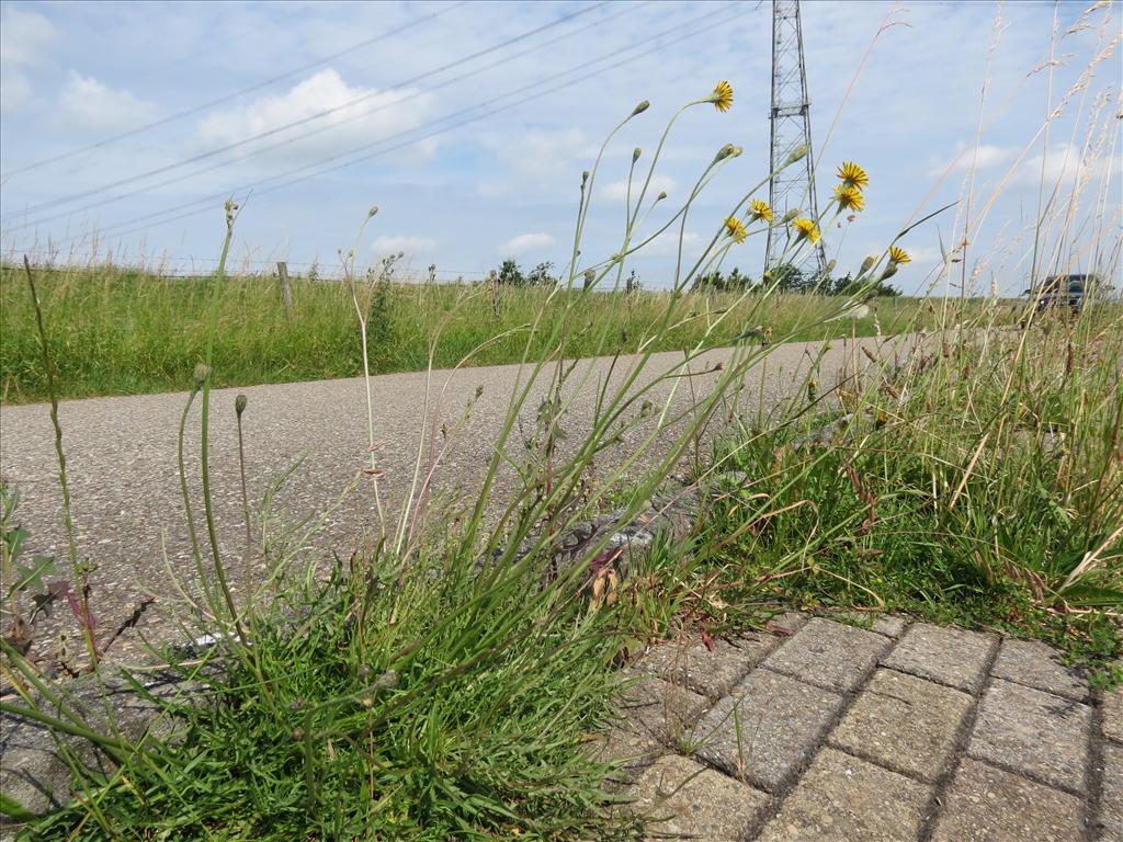 Scorzoneroides autumnalis (door Frank van Gessele)