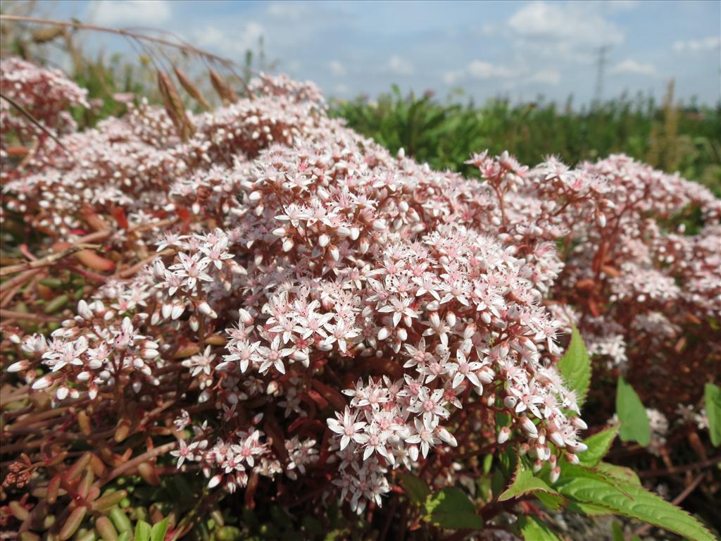 Sedum album (door Frank van Gessele)