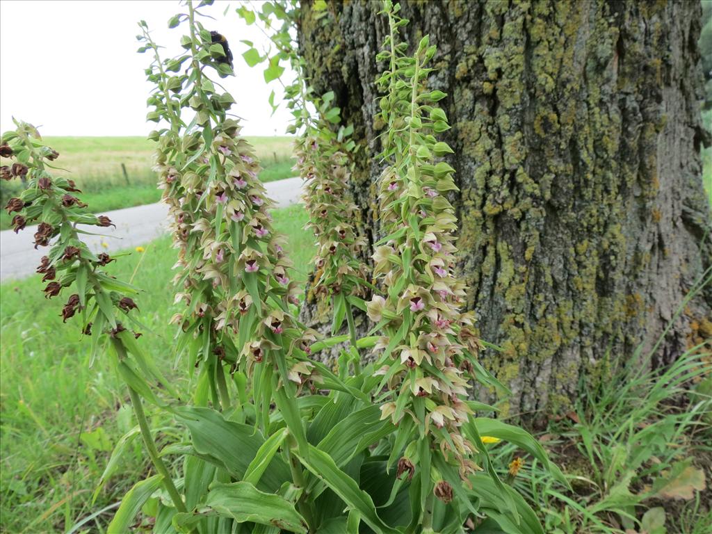 Epipactis helleborine subsp. helleborine (door Frank van Gessele)