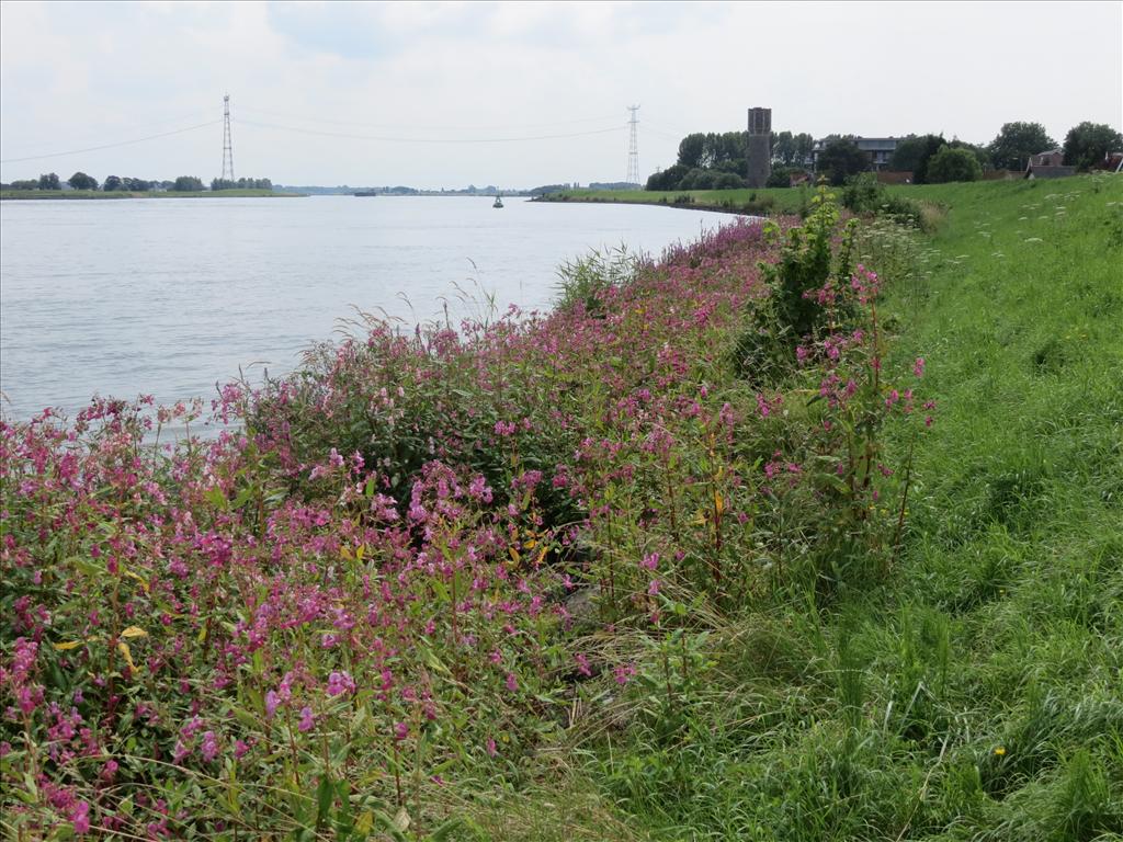 Impatiens glandulifera (door Frank van Gessele)