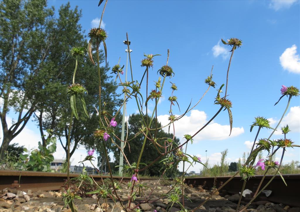 Galeopsis angustifolia (door Frank van Gessele)