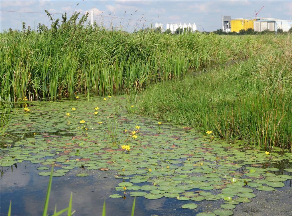 Nymphoides peltata (door Frank van Gessele)