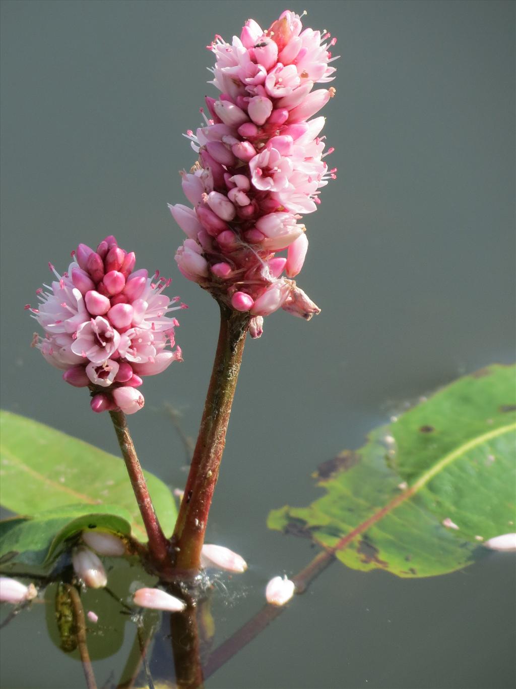 Persicaria amphibia (door Frank van Gessele)