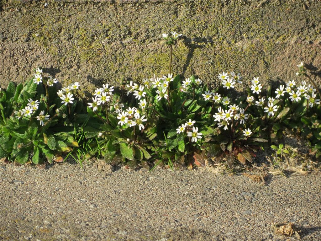 Draba verna (door Frank van Gessele)