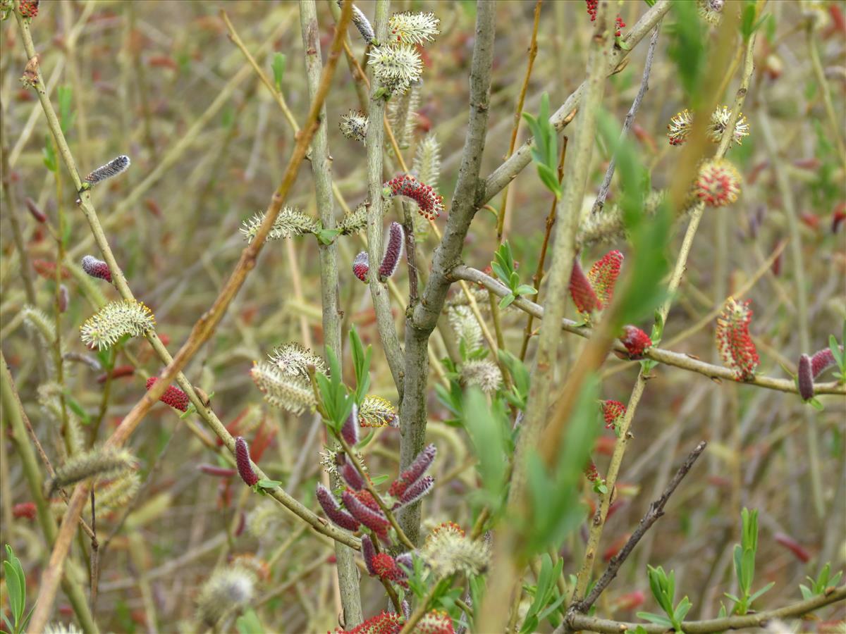 Salix purpurea subsp. lambertiana (door Frank van Gessele)