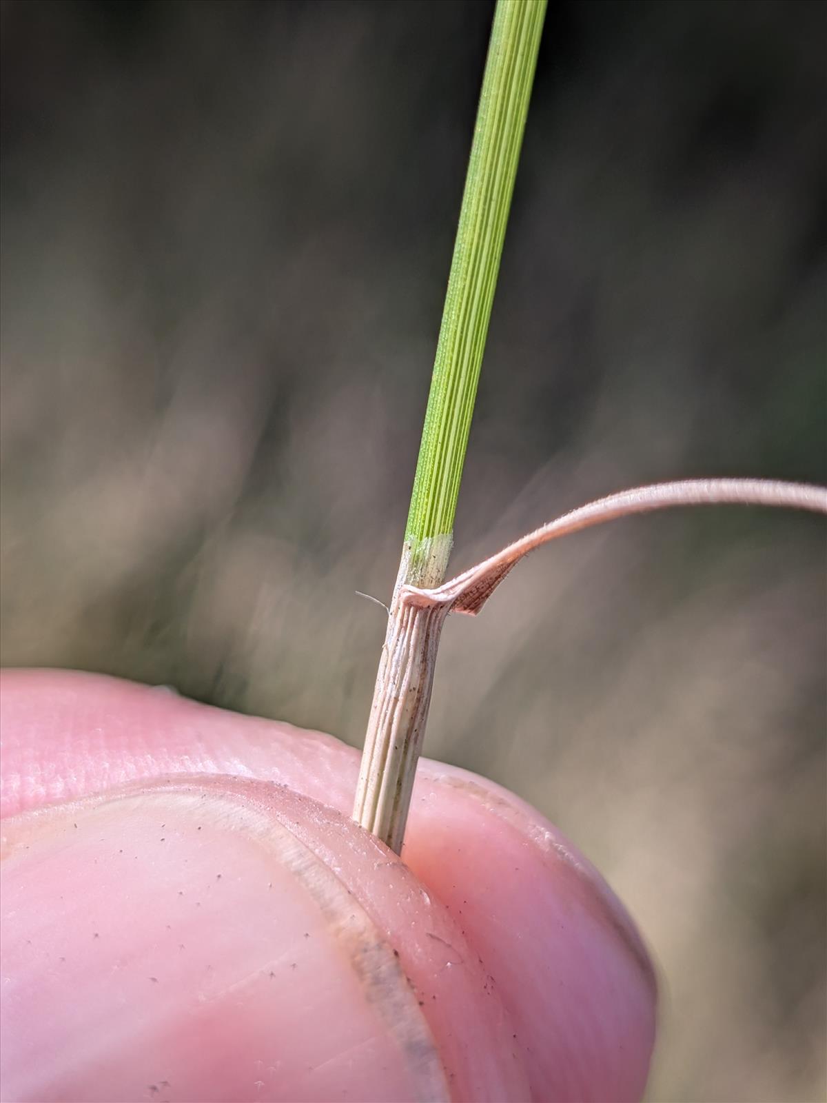 Agrostis x fouilladeana (door Stef van Walsum)
