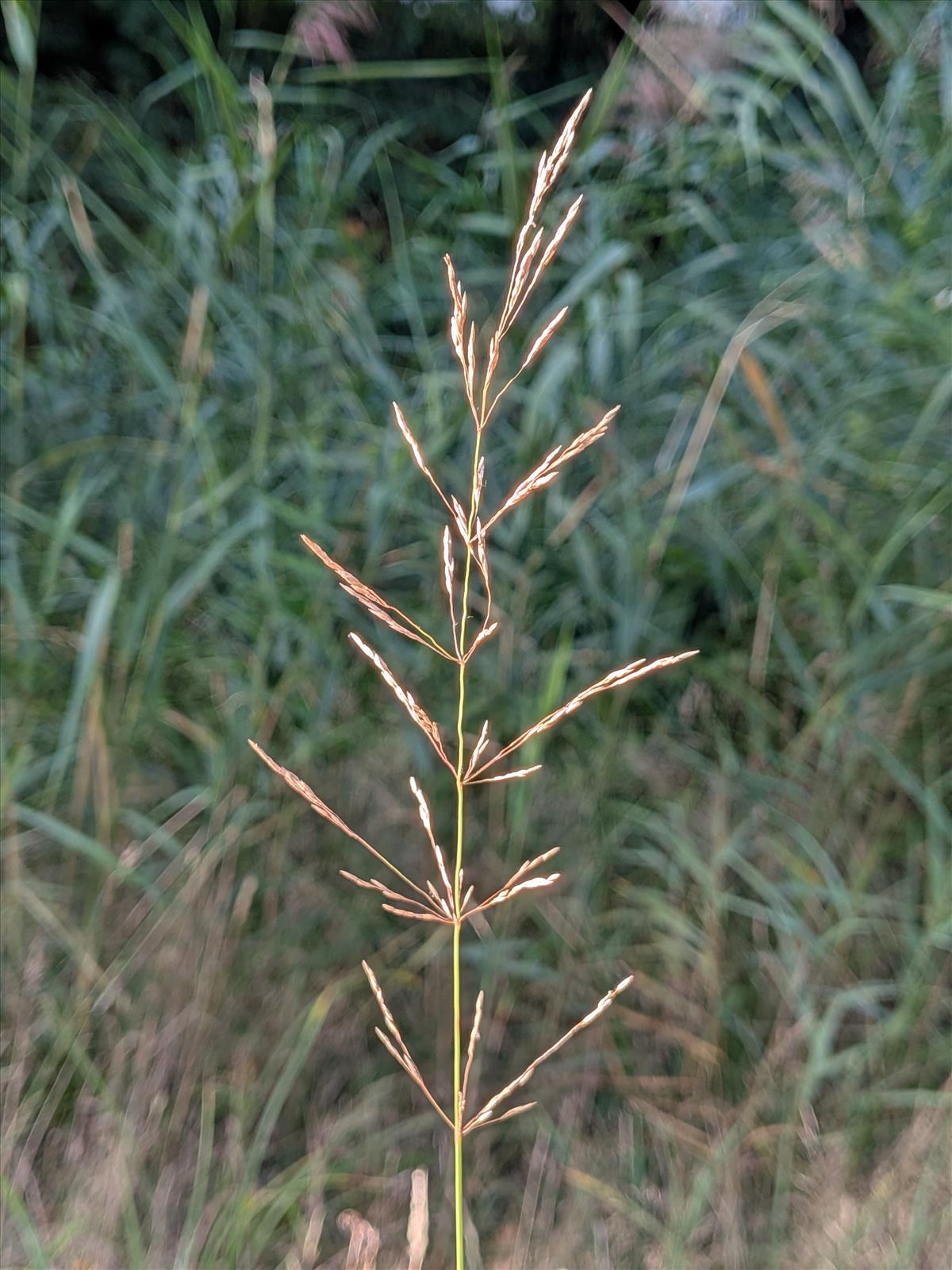 Agrostis x fouilladeana (door Stef van Walsum)