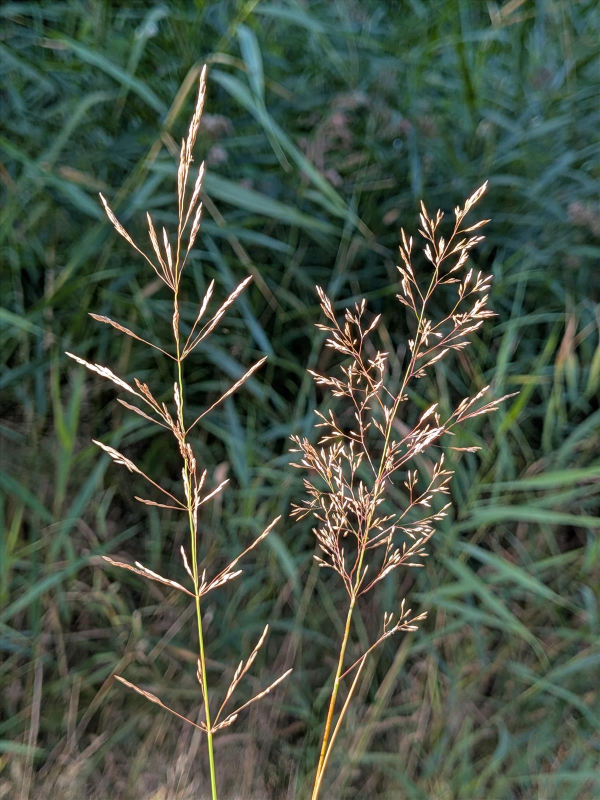 Agrostis x fouilladeana (door Stef van Walsum)